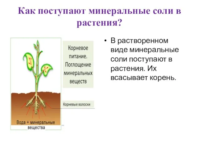 Как поступают минеральные соли в растения? В растворенном виде минеральные