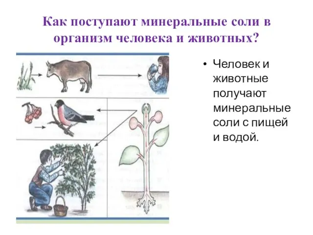 Как поступают минеральные соли в организм человека и животных? Человек