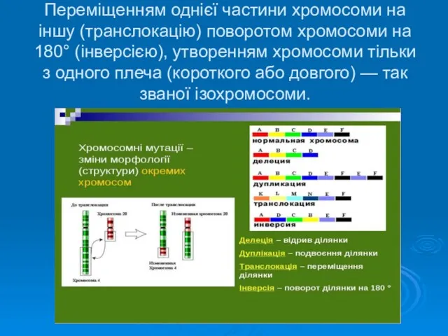 Переміщенням однієї частини хромосоми на іншу (транслокацію) поворотом хро­мосоми на