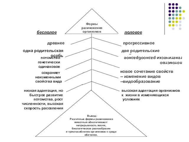 прогрессивное древнее две родительские особи одна родительская особь потомство генетически