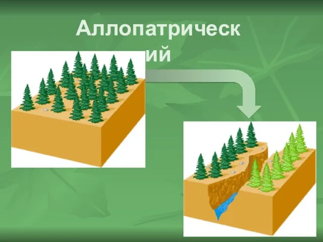 Аллопатрический