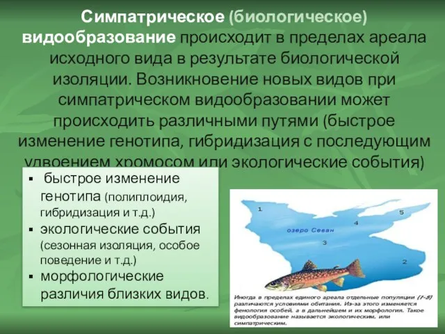 Симпатрическое (биологическое) видообразование происходит в пределах ареала исходного вида в