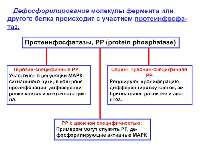 Дефосфорилирование молекулы фермента или другого белка происходит с участием протеинфосфа-таз.