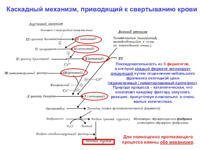 Каскадный механизм, приводящий к свертыванию крови Последовательность из 5 ферментов,