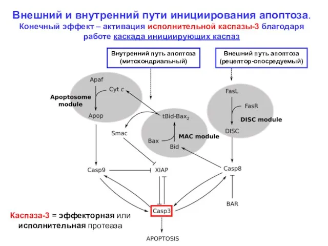 Внешний и внутренний пути инициирования апоптоза. Конечный эффект – активация