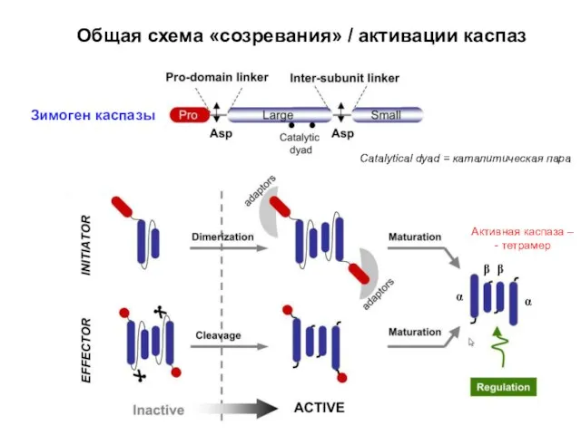 Общая схема «созревания» / активации каспаз Зимоген каспазы α β