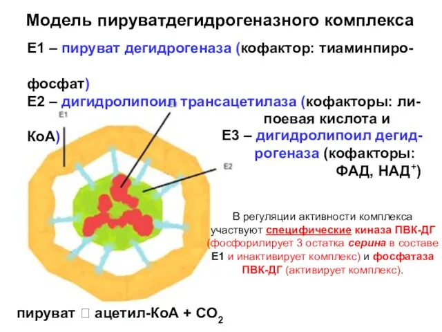 Модель пируватдегидрогеназного комплекса Е1 – пируват дегидрогеназа (кофактор: тиаминпиро- фосфат)