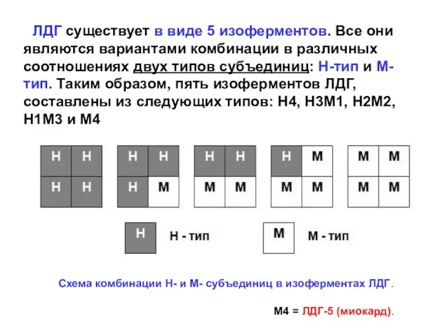 ЛДГ существует в виде 5 изоферментов. Все они являются вариантами