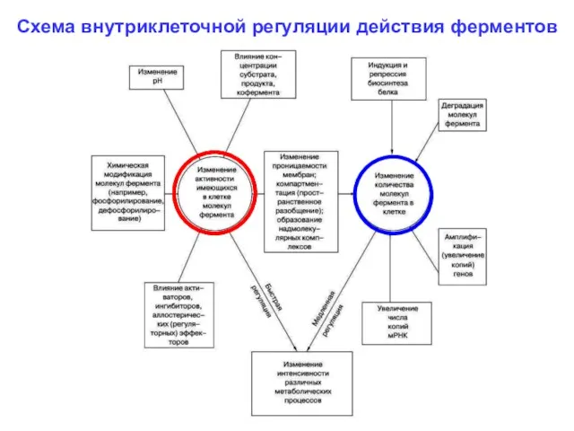 Схема внутриклеточной регуляции действия ферментов