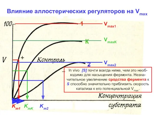 Vmax1 VmaxK Vmax2 Km1 KmK Km2 Влияние аллостерических регуляторов на