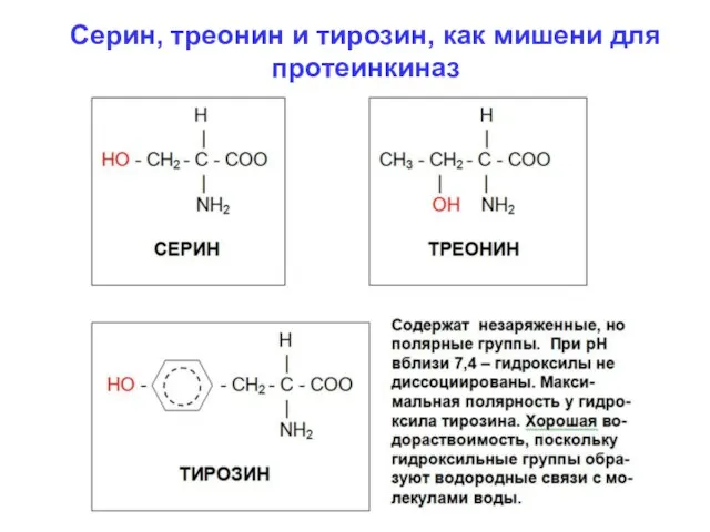 Серин, треонин и тирозин, как мишени для протеинкиназ