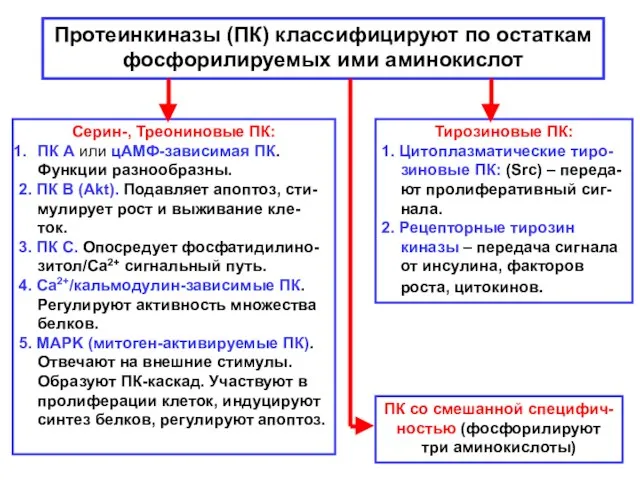 Протеинкиназы (ПК) классифицируют по остаткам фосфорилируемых ими аминокислот Тирозиновые ПК: