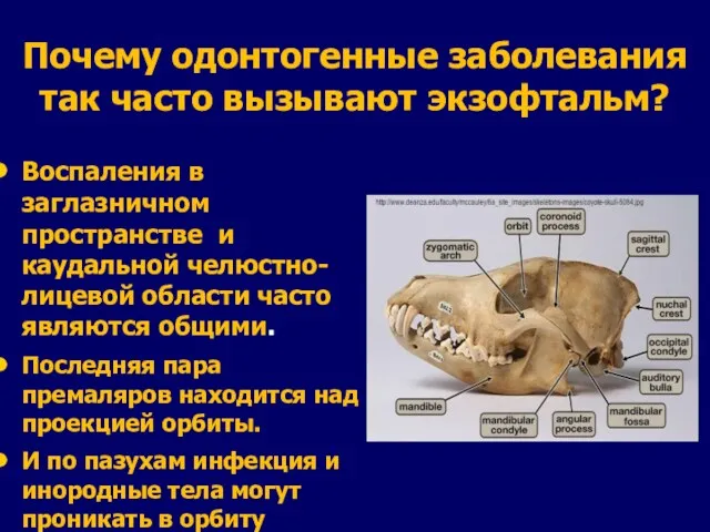 Почему одонтогенные заболевания так часто вызывают экзофтальм? Воспаления в заглазничном