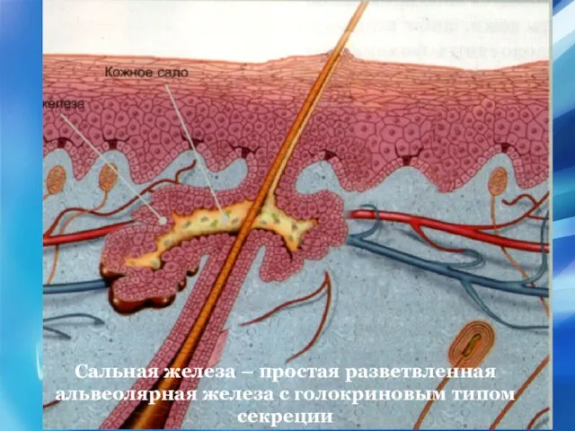 Сальная железа – простая разветвленная альвеолярная железа с голокриновым типом секреции