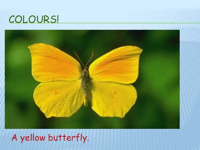 COLOURS! A yellow butterfly.