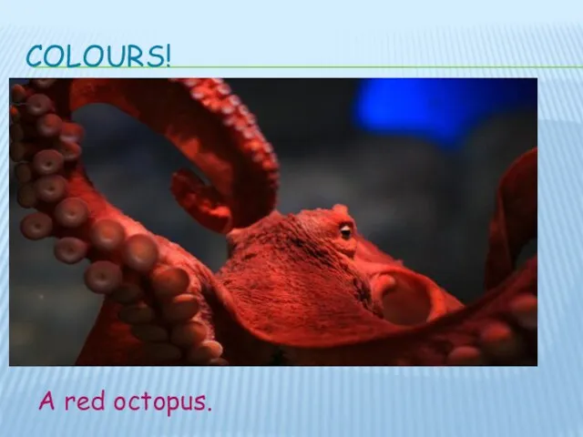 COLOURS! A red octopus.