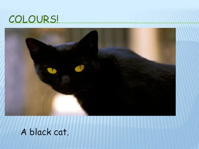 COLOURS! A black cat.