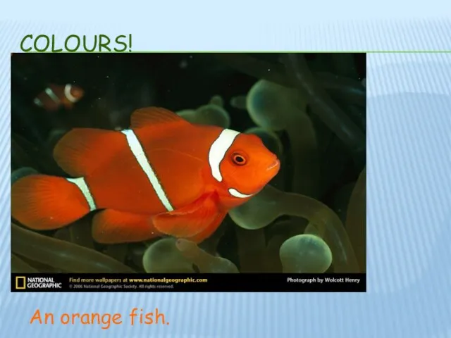 COLOURS! An orange fish.