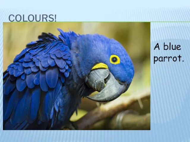 COLOURS! A blue parrot.