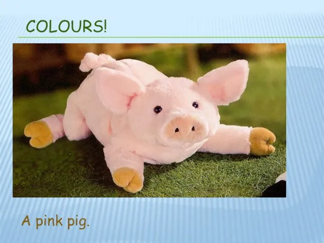 COLOURS! A pink pig.