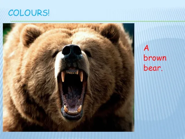 COLOURS! A brown bear.