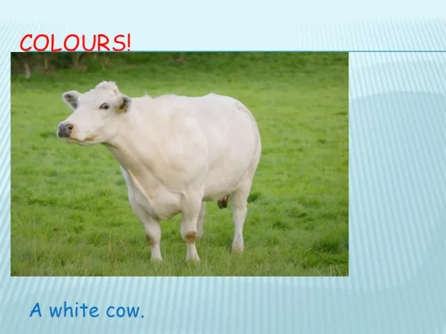 COLOURS! A white cow.