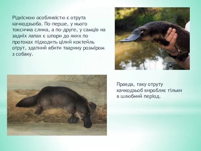 Рідкісною особливістю є отрута качкодзьоба. По-перше, у нього токсична слина,