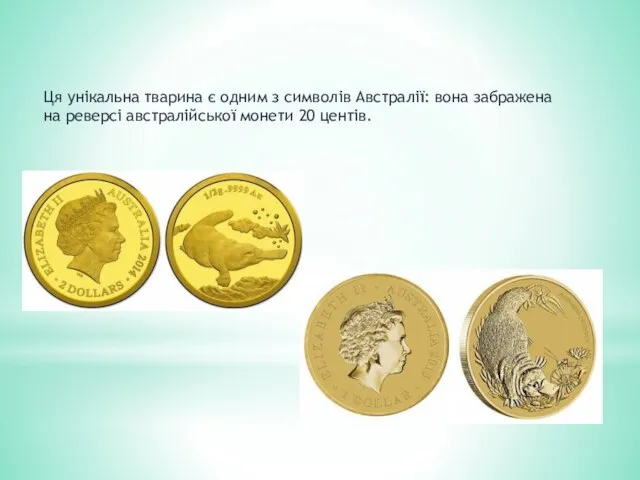 Ця унікальна тварина є одним з символів Австралії: вона забражена на реверсі австралійської монети 20 центів.