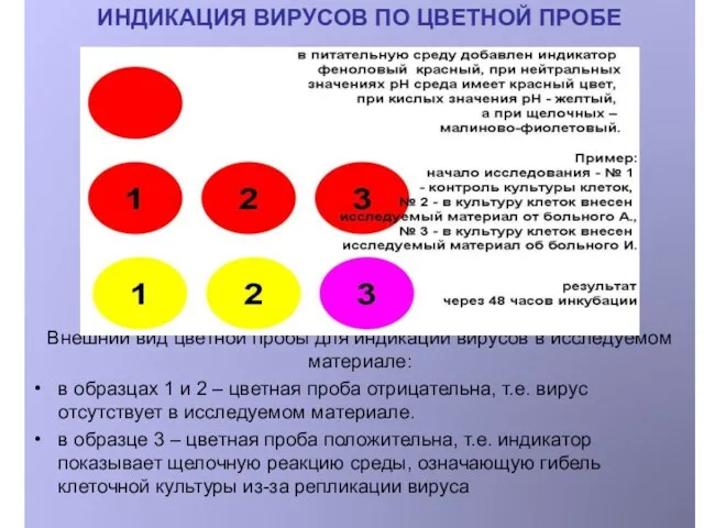 ИНДИКАЦИЯ ВИРУСОВ ПО ЦВЕТНОЙ ПРОБЕ Внешний вид цветной пробы для