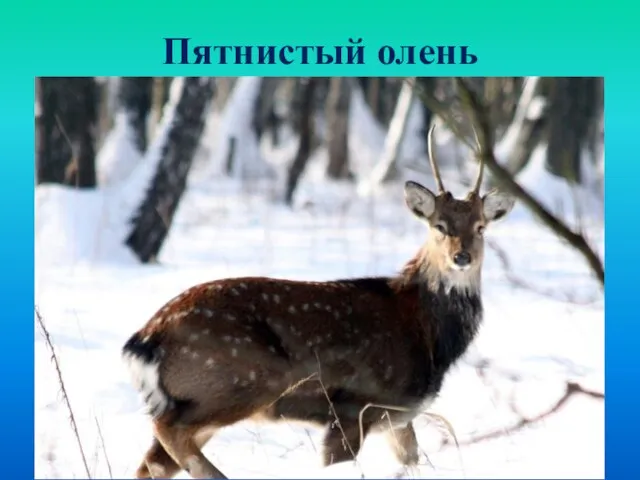 Пятнистый олень