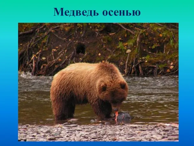 Медведь осенью