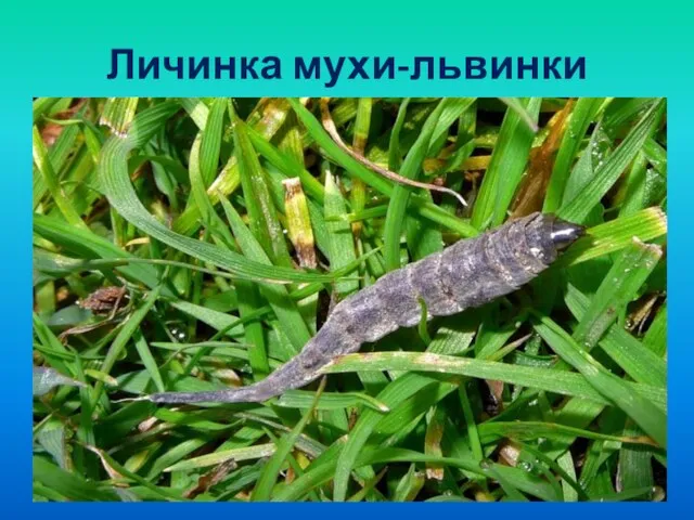 Личинка мухи-львинки