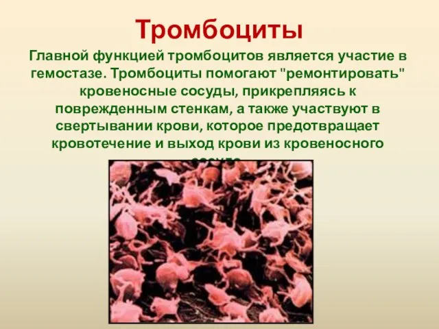 Тромбоциты Главной функцией тромбоцитов является участие в гемостазе. Тромбоциты помогают