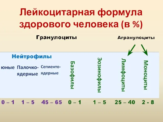 Лейкоцитарная формула здорового человека (в %)