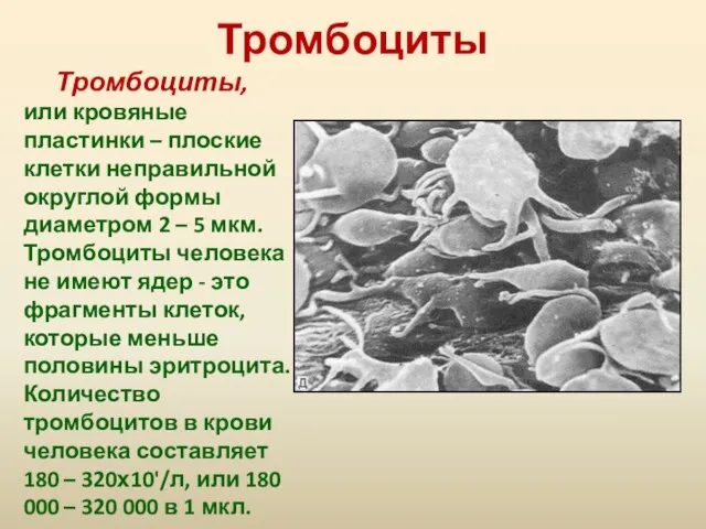 Тромбоциты Тромбоциты, или кровяные пластинки – плоские клетки неправильной округлой