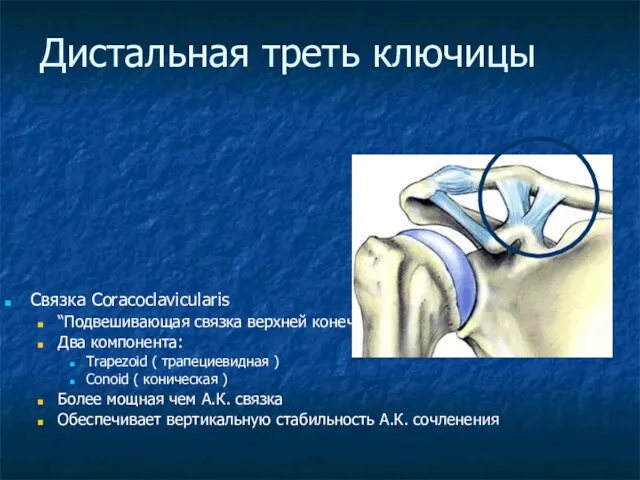 Дистальная треть ключицы Связка Coracoclavicularis “Подвешивающая связка верхней конечности” Два