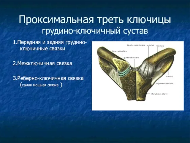 Проксимальная треть ключицы грудино-ключичный сустав 1.Передняя и задняя грудино-ключичные связки