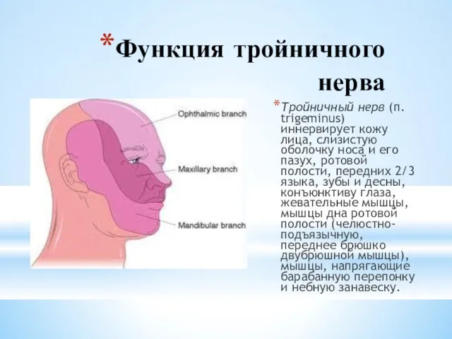 Функция тройничного нерва Тройничный нерв (п. trigeminus) иннервирует кожу лица,