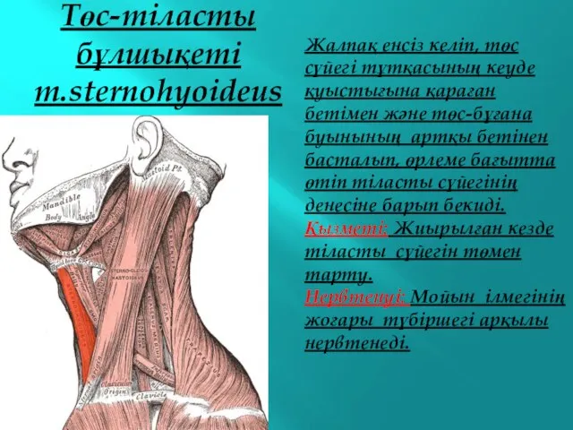 Төс-тіласты бұлшықеті m.sternohyoideus Жалпақ енсіз келіп, төс сүйегі тұтқасының кеуде қуыстығына қараған бетімен