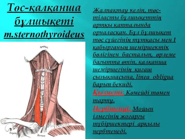 Төс-қалқанша бұлшықеті m.sternothyroideus Жалпақтау келіп, төс-тіласты бұлшықеттің артқы қапталында орналасқан.