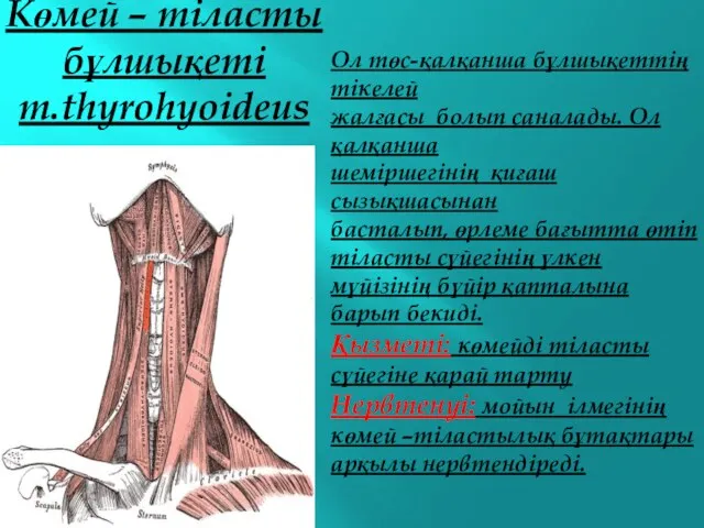 Көмей – тіласты бұлшықеті m.thyrohyoideus Ол төс-қалқанша бұлшықеттің тікелей жалғасы болып саналады. Ол