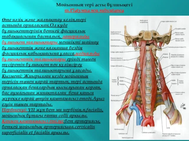 Мойынның тері асты бұлшықеті m.Platysma seu subcutanea Өте нәзік және жалпақтау келіп,тері астында