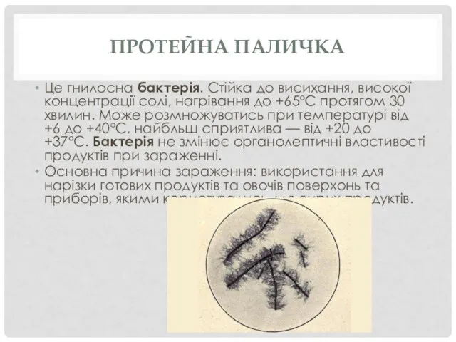 ПРОТЕЙНА ПАЛИЧКА Це гнилосна бактерія. Стійка до висихання, високої концентрації