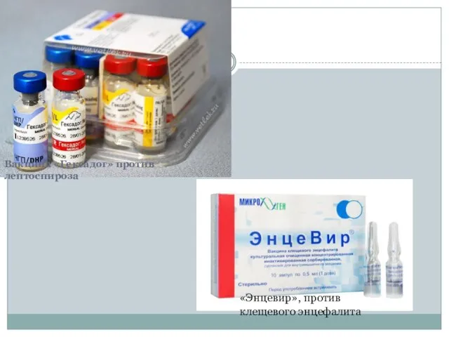 Вакцина «Гексадог» против лептоспироза «Энцевир», против клещевого энцефалита