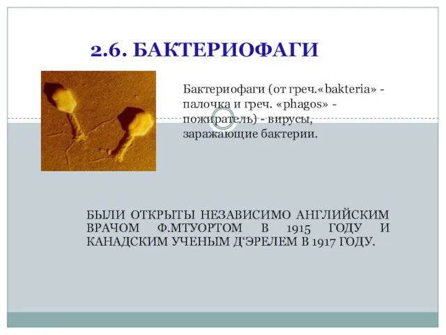 2.6. БАКТЕРИОФАГИ БЫЛИ ОТКРЫТЫ НЕЗАВИСИМО АНГЛИЙСКИМ ВРАЧОМ Ф.МТУОРТОМ В 1915 ГОДУ И КАНАДСКИМ