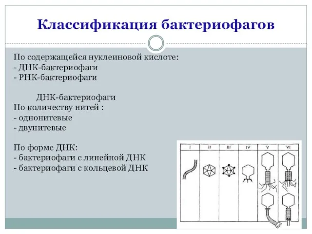 Классификация бактериофагов По содержащейся нуклеиновой кислоте: - ДНК-бактериофаги - РНК-бактериофаги ДНК-бактериофаги По количеству