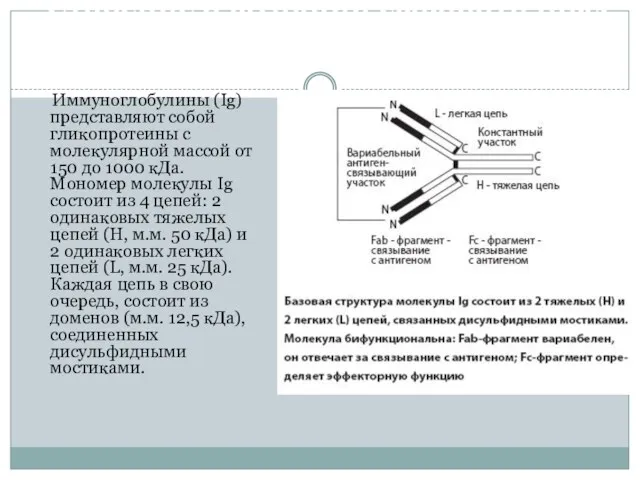 Строение и функции сывороточных иммуноглобулинов Иммуноглобулины (Ig) представляют собой гликопротеины