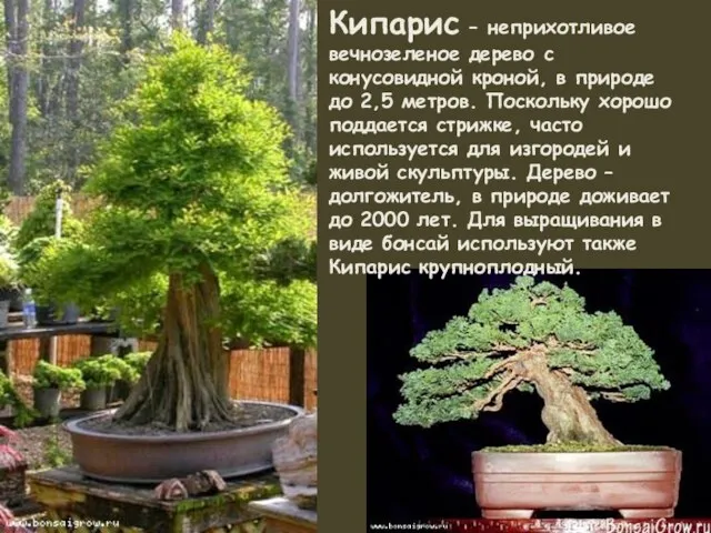 Кипарис – неприхотливое вечнозеленое дерево с конусовидной кроной, в природе