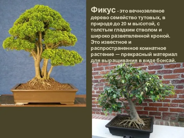 Фикус - это вечнозеленое дерево семейство тутовых, в природе до
