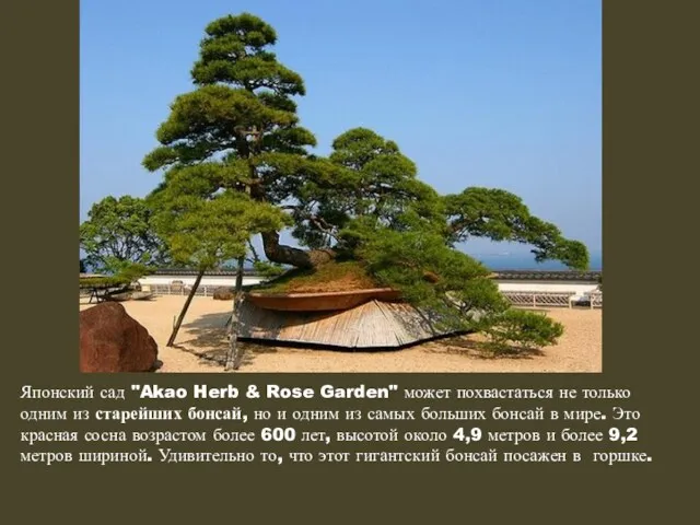 Японский сад "Akao Herb & Rose Garden" может похвастаться не
